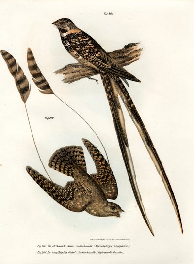 Standard-winged Nightjar by German School